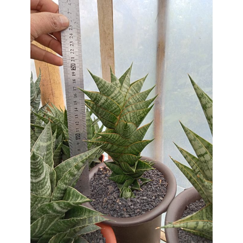 sansevieria hybrid sindoro