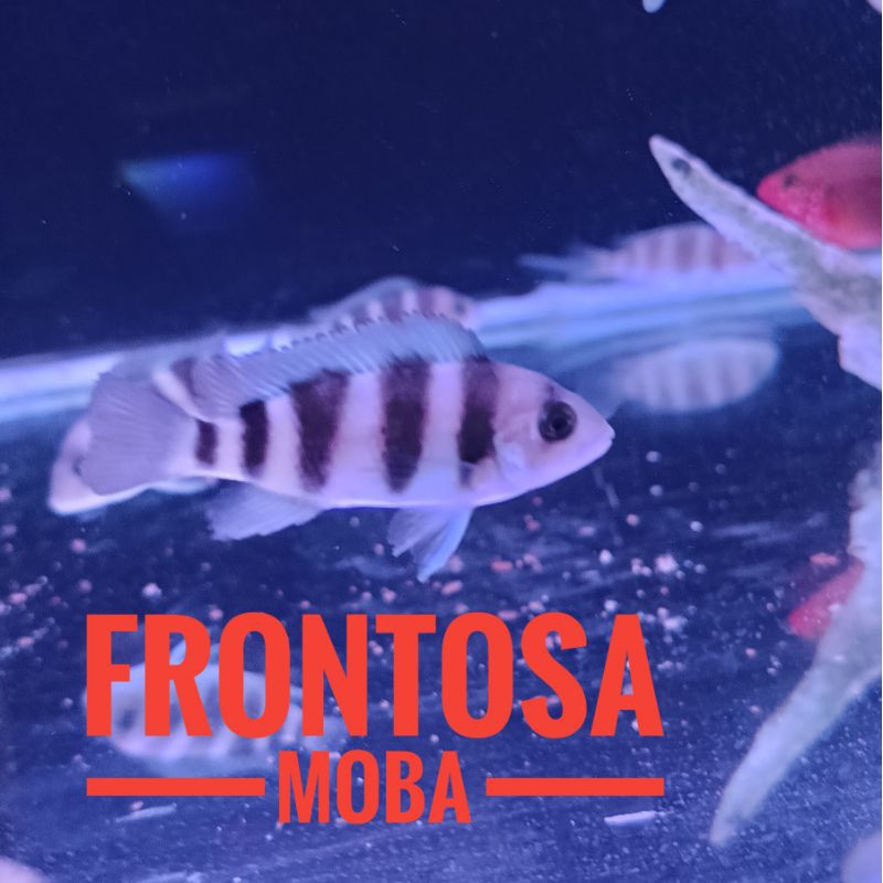 Frontosa Moba cichlid 3-5 cm