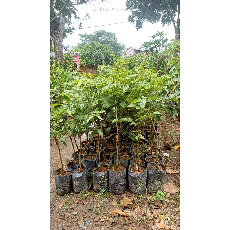 bibit kelengkeng matalada berbunga batang besar