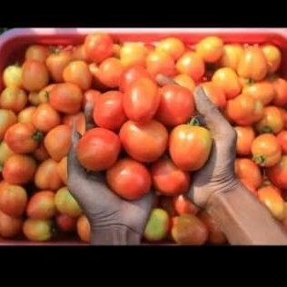 

Tomat Merah fresh 500gr