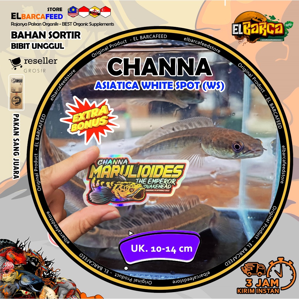 STICKER CHANNA HIDUP MARU YS Batik bar marking tebal hasil sortiran FREE STICKER