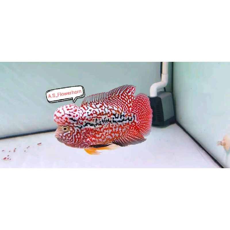 Burayak Louhan Kamfa Redking VIP F2 Thailand