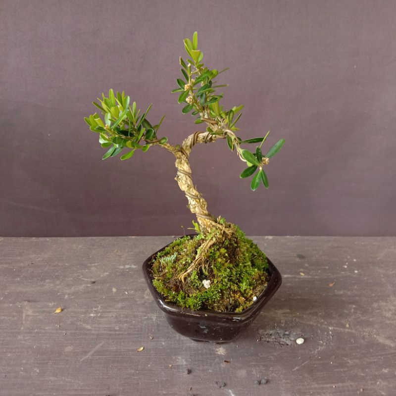 bonsai boxus size mame