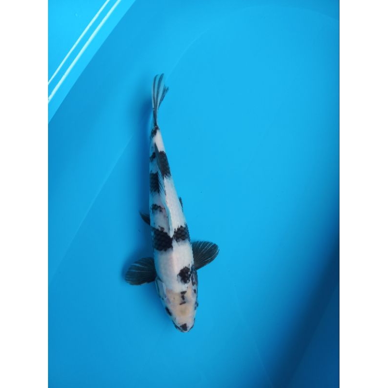 koi shiro SQ size 38 cm