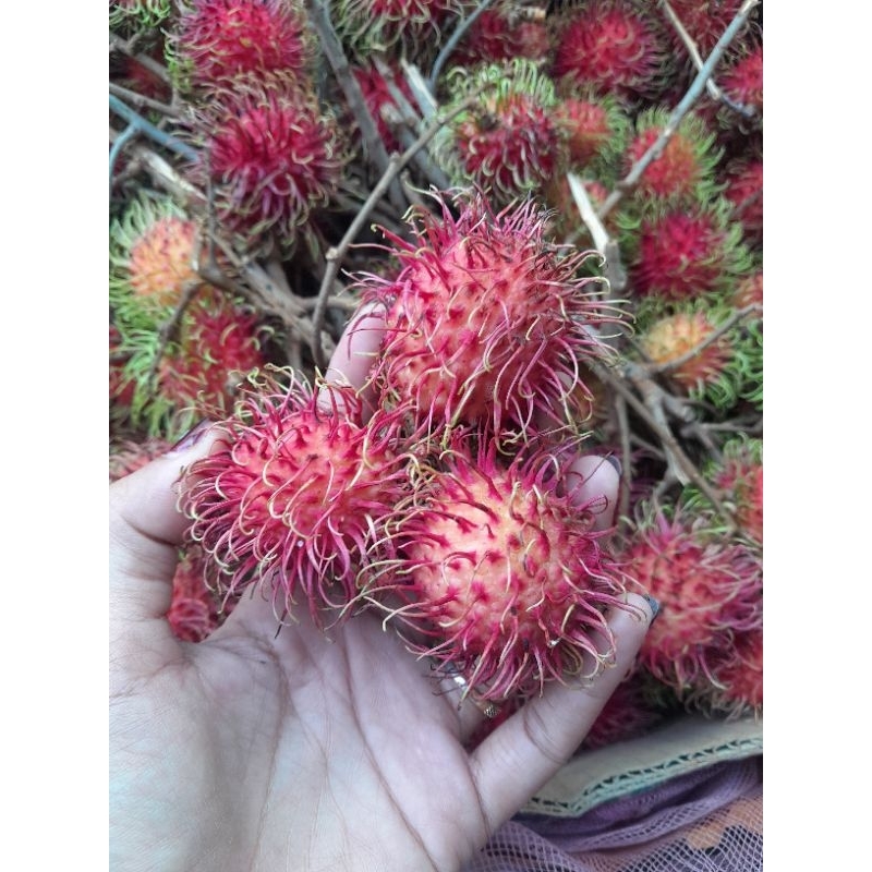 

rambutan binjai manis full ori