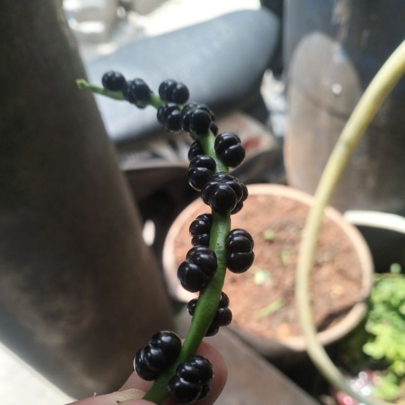 

Buah angkung segar langsung petik 100 butur
