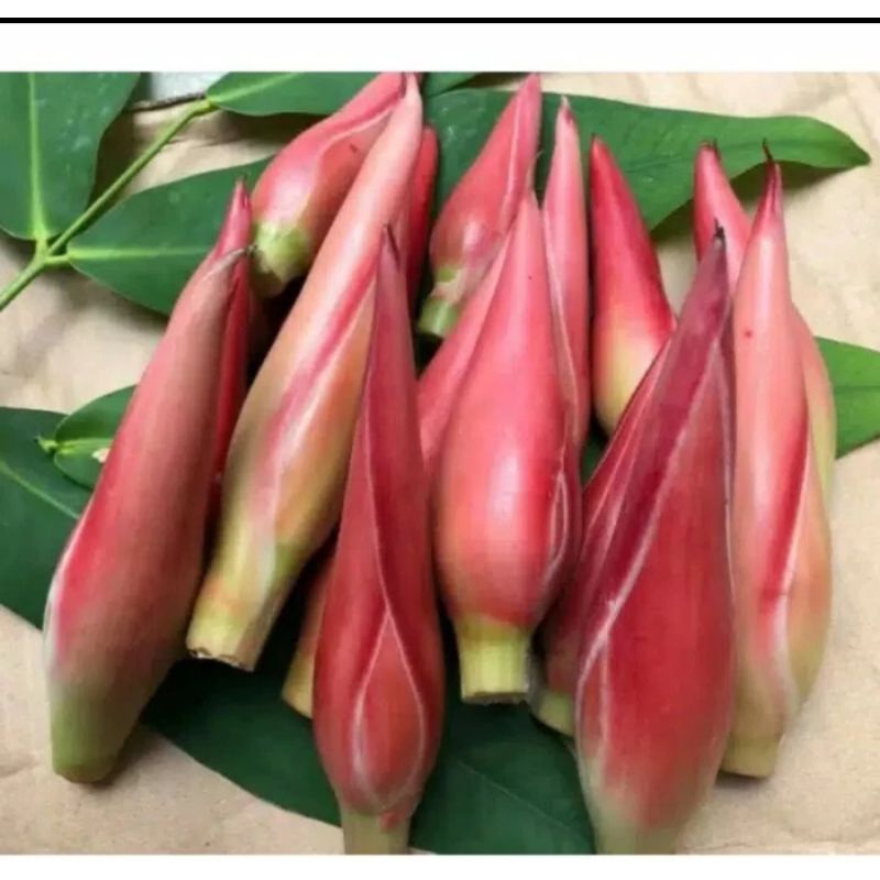 

bunga kecombrang kuncup muda per 1 buah