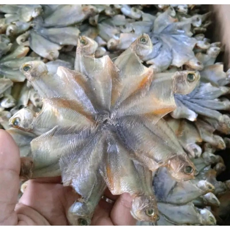 

sapek kalimantan