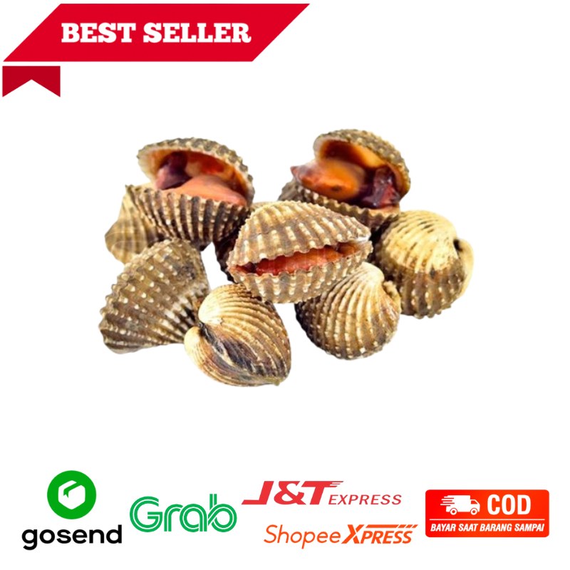 

Kerang Dara Basah Mentah Fresh Freshmart Go