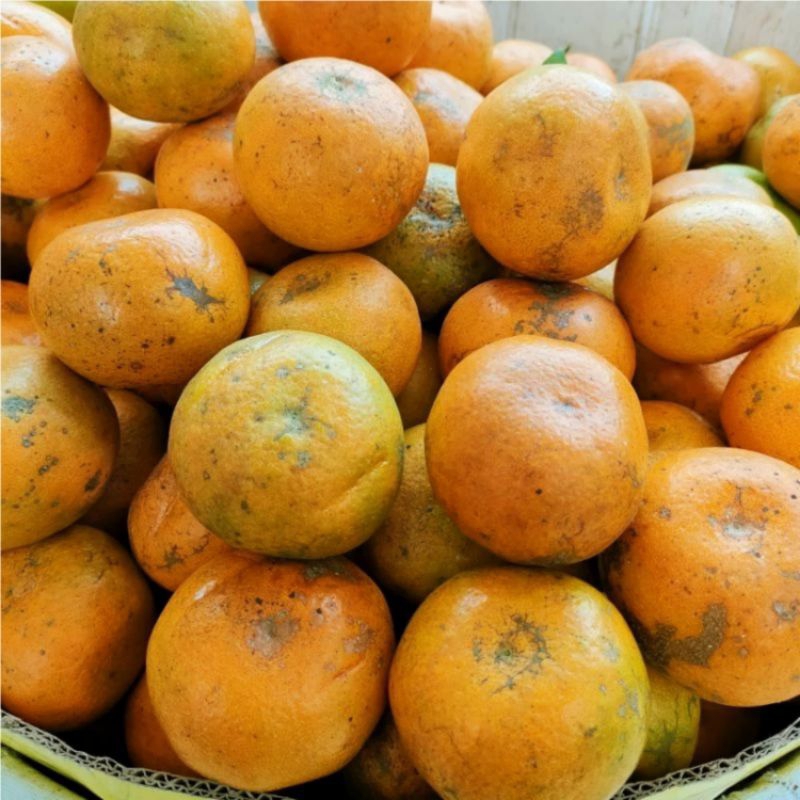 

BISA INSTAN ✅ Buah jeruk medan brastagi manis 1kg