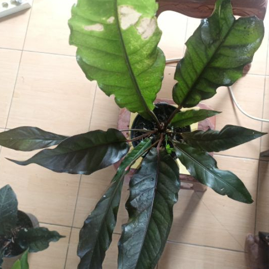 Hokeri Black - Anthurium