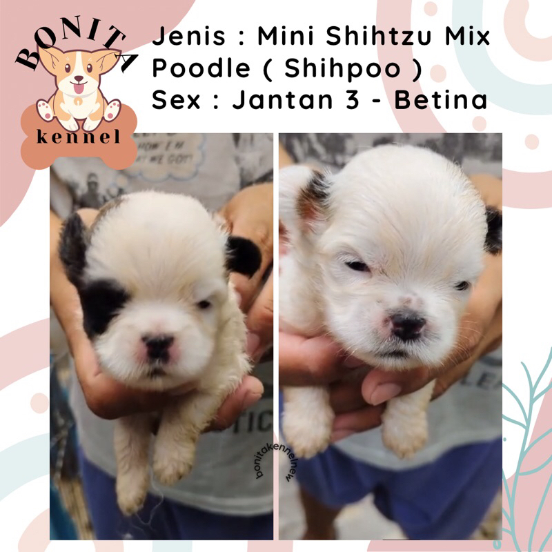 Mini Shihtzu Mix Poodle Shihpoo Anak Anjing Shihtzu Shitsu Poodle Jantan Betina