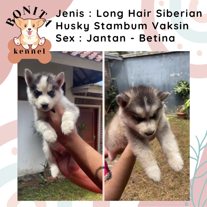 Siberian Husky Long Hair Stambum Blue Eyes Jantan Flip Flop Betina Anak Anjing Husky