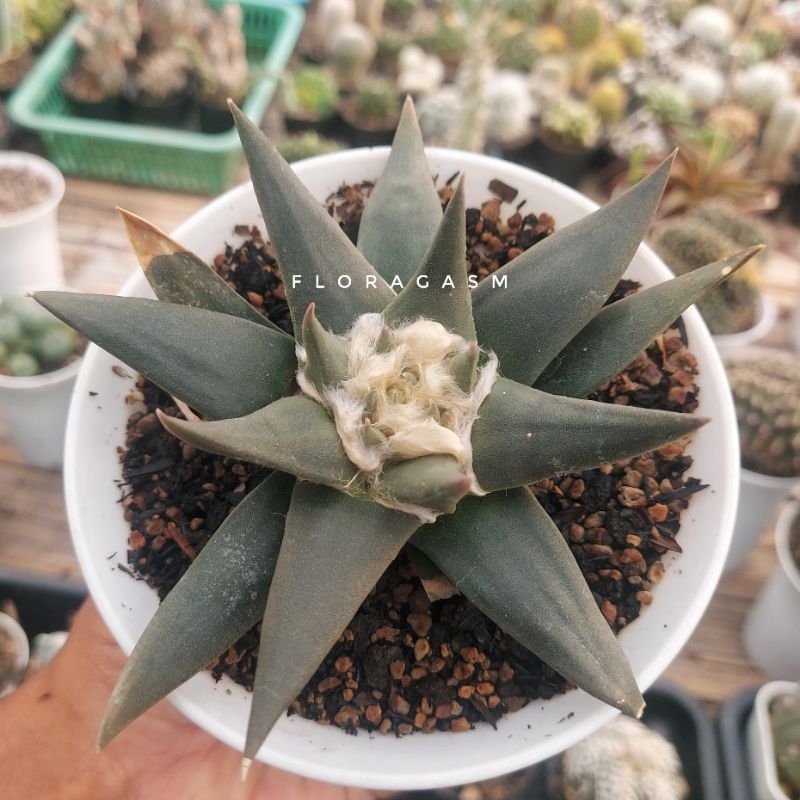 Ariocarpus Trigonus