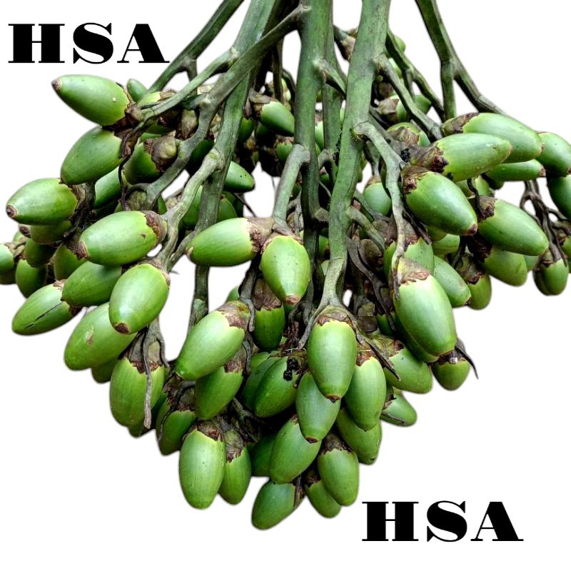 

BUAH PINANG MUDA/buah herbal/Buah jambe 1Kg/stamina pria dewasa