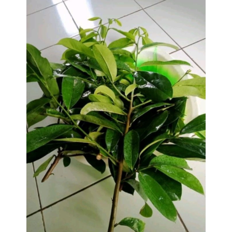 

100 LEMBAR DAUN SIRSAK ORGANIK SEGAR DI PETIK SA'AT ORDER