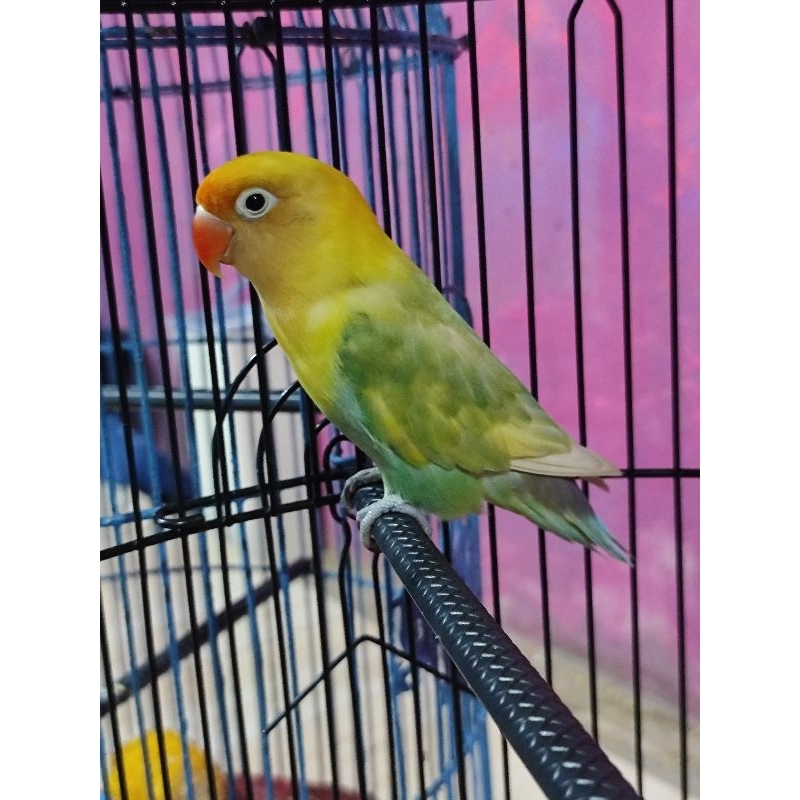 burung lovebird PBS betina gacor