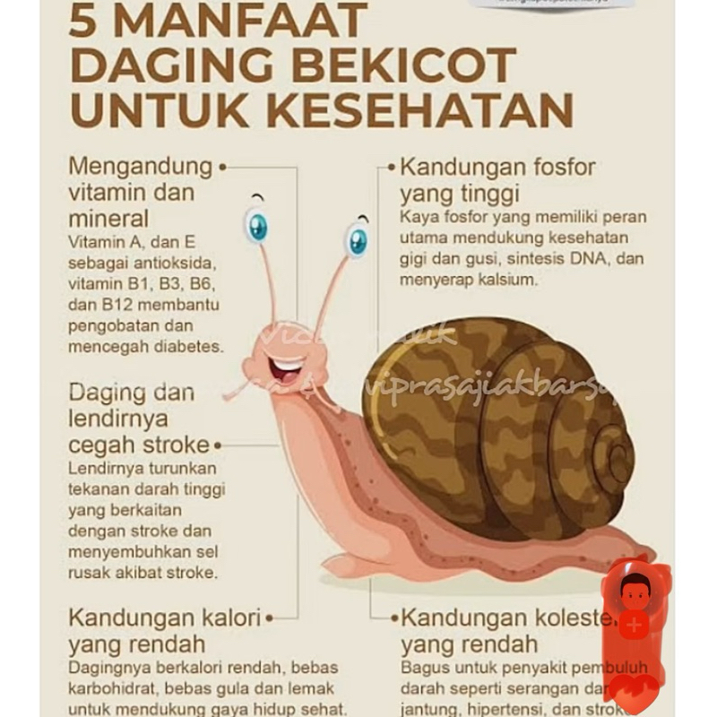 

Daging Bekicot 02 SEGAR FRESH eksport Quality...kemasan 1 &(