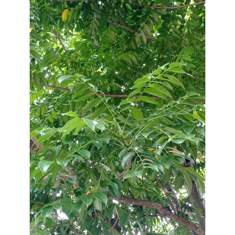 

Daun kedondong muda fress