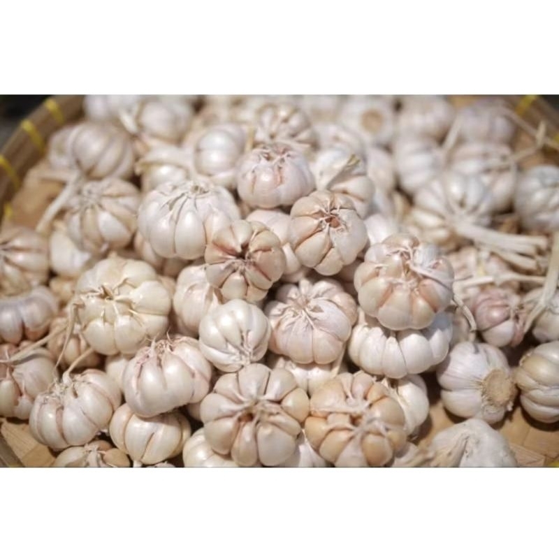 

Bawang Putih Super