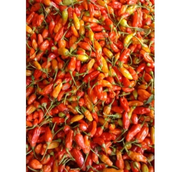 

Cabe cabai rawit merah eceran 100g 200g 300g