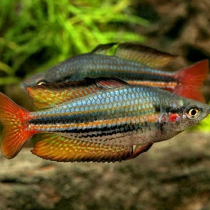 ikan Rainbow makaloci red tail pelangi ekor merah aquascape berkelompok unik hias aquarium tankmate 