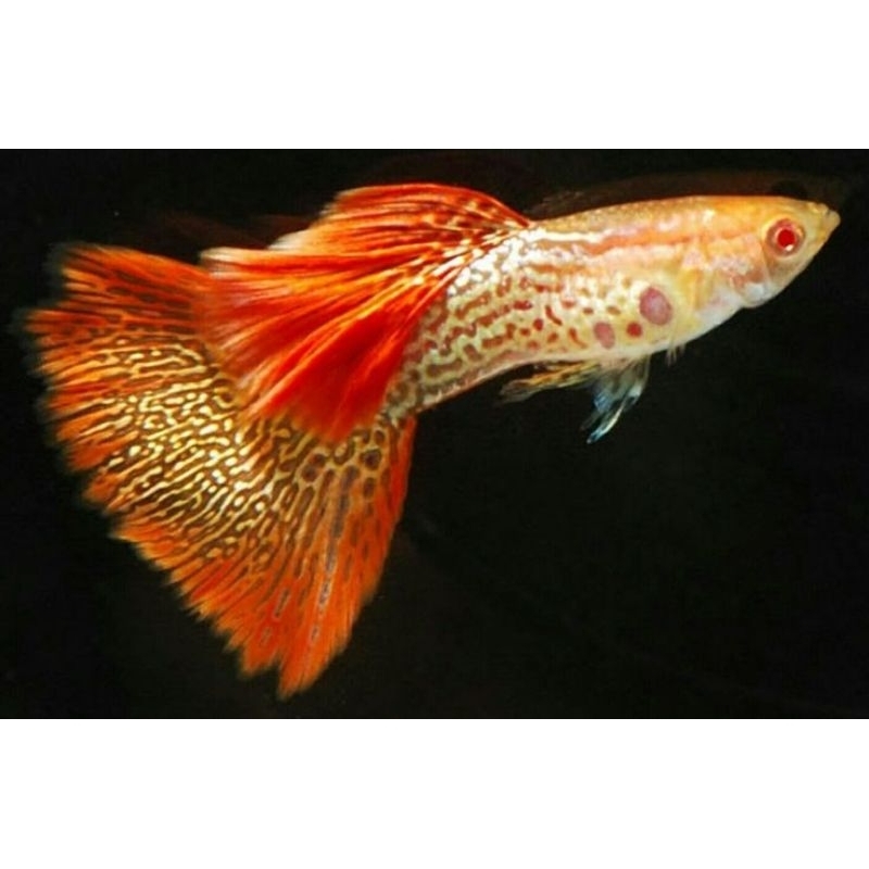 Hiasan Aquarium Sepasang Guppy Albino Redlace Indukan