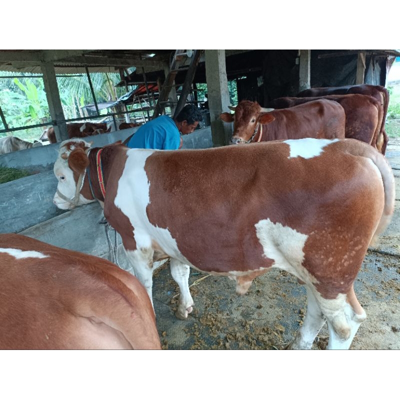 Jual Hewan Qurban Sapi 2025