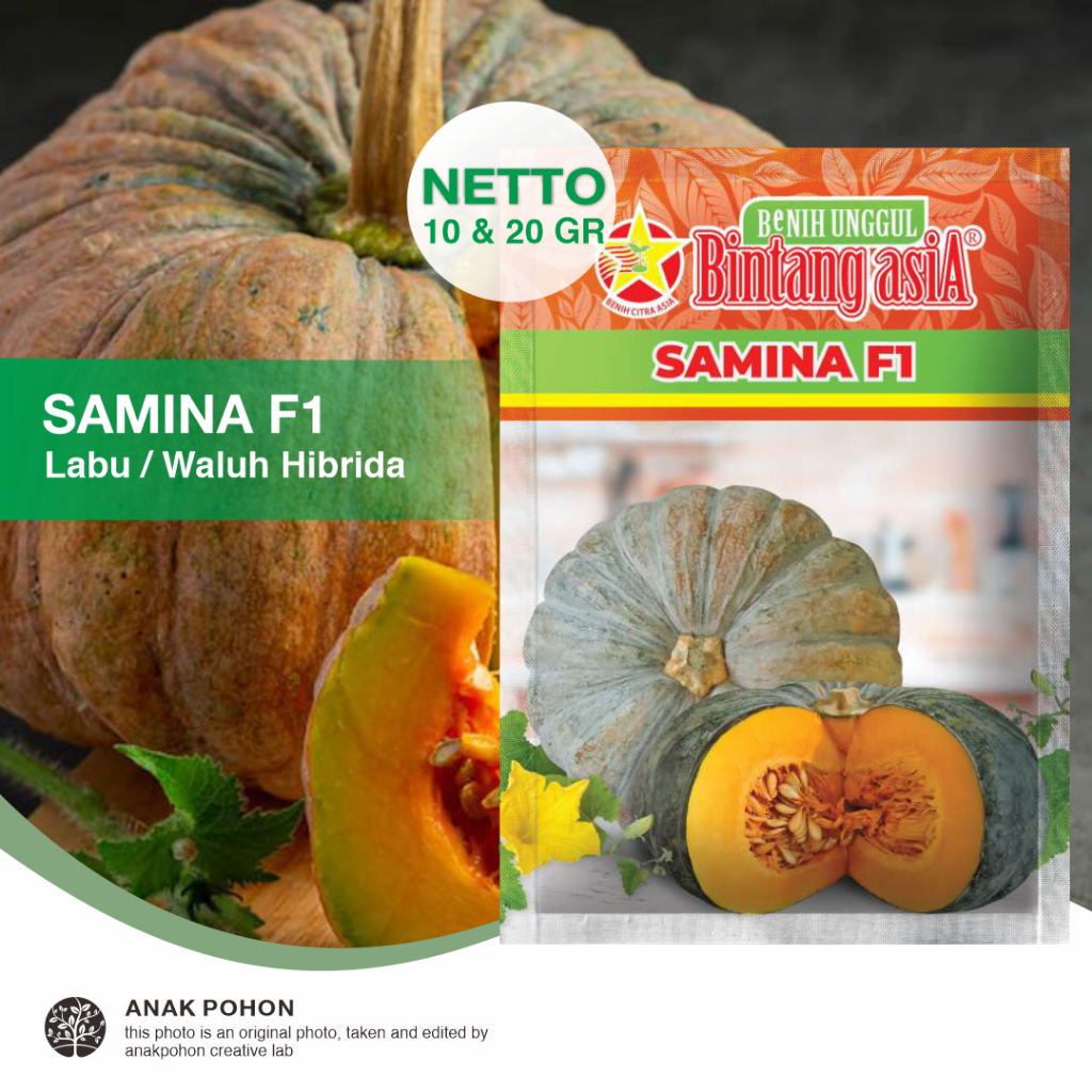 (1 PACK) Benih Labu SAMINA F1 Hibrida Labu Kuning Pulen Seeds - Bintang Asia