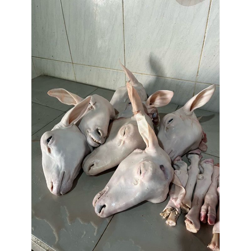 

Kepala & Tulang Kambing