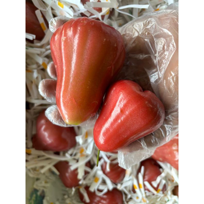 Jambu Citra / Jambu Merah Citra / Jambu Air Citra Fresh Bandung