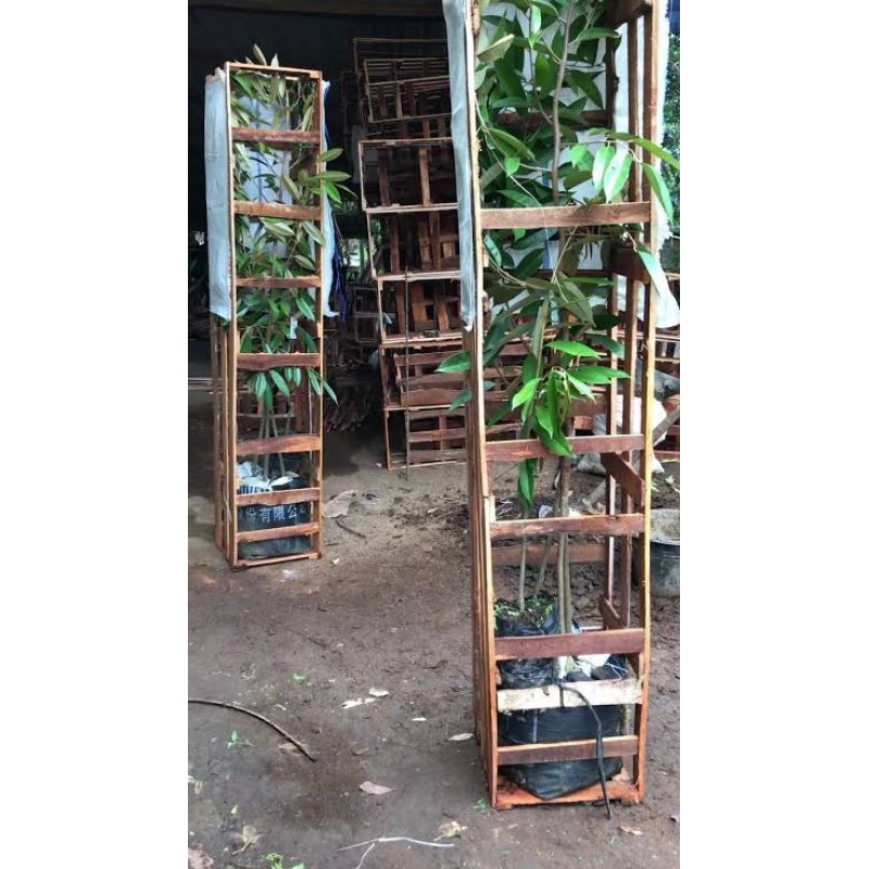 

PACKING PETI FULL METAN U/ SEMUA BIBIT