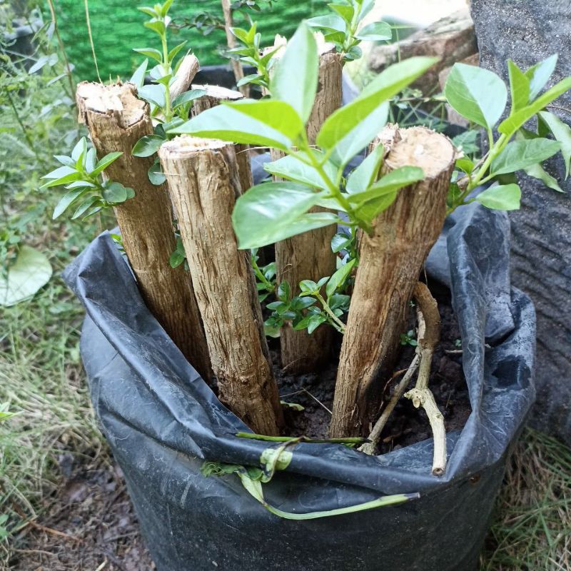 eters sancang batang