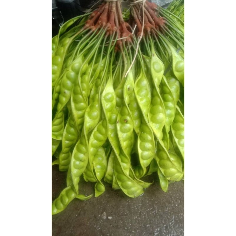 

PETE FRESH LANGSUNG DARI PETANI BANJARNEGARA-PURBALINGGA