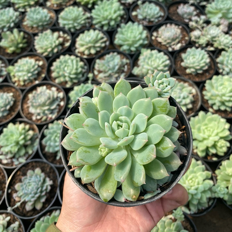 Kaktus Mini Dan Sukulen Murah Semua Jenis Ready Tanaman Bunga Hias Hidup Aloe Vera Gymno Aglaonema