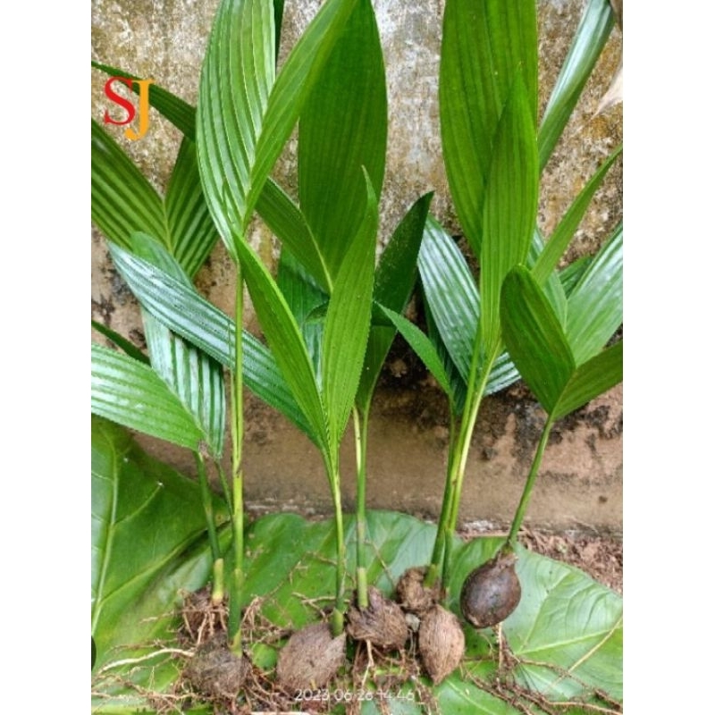 Pinang Batara kecambah paket 200 batang