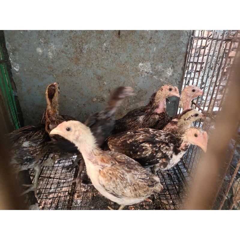 ayam kampung jantan/betina umur 1 bulan