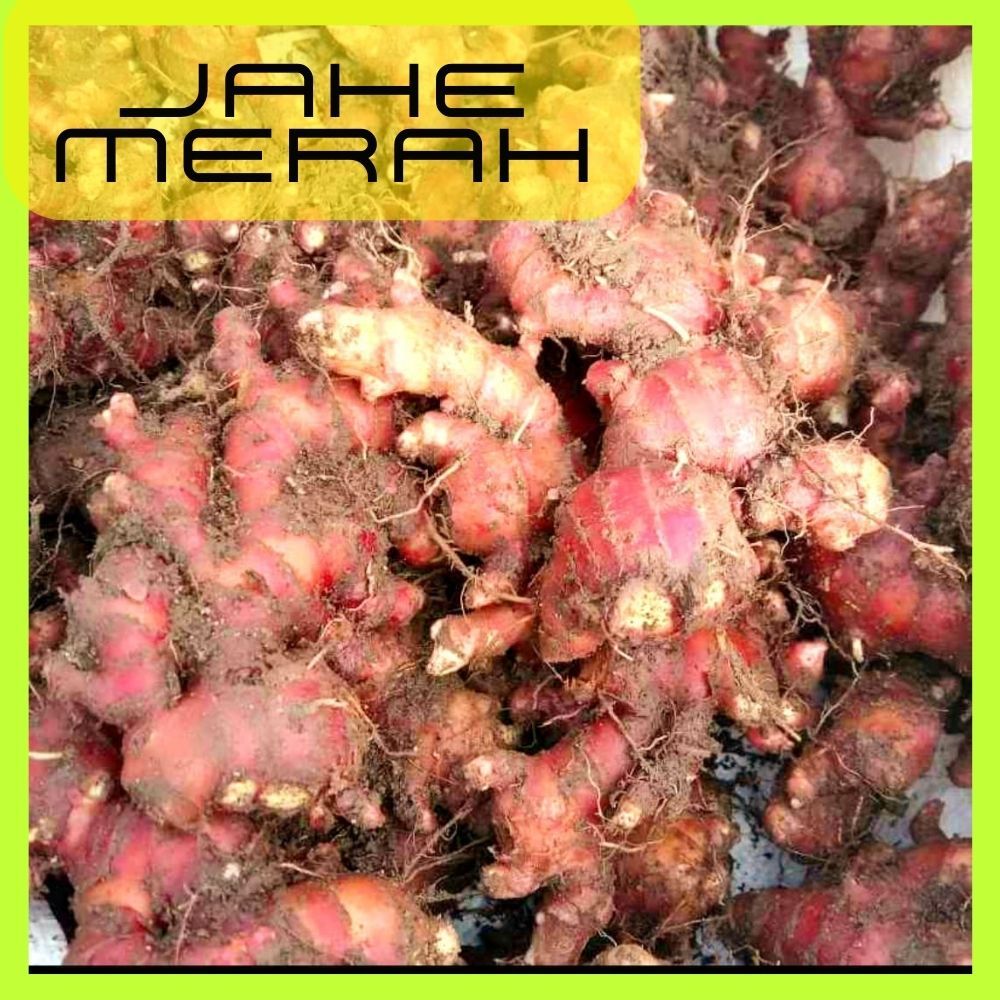 

jahe merah 1kg jahe merah segar jahe merah jahe merah segar 1kg ahe merah 1 kg bibit jahe merah 1kg bibit jahe merah benih jahe merah super bibit jahe merah super jahe merah asli