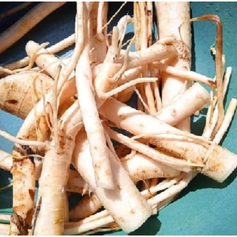 

Akar pepaya fres baru petik obat herbal 1 kg