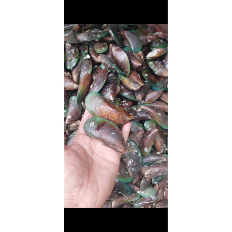 

KERANG IJO FRESH 1 KG