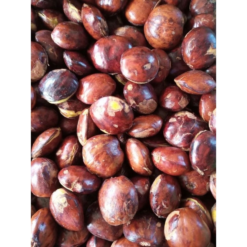 

JENGKOL TUA MENTAH TERLARIS 200 GR