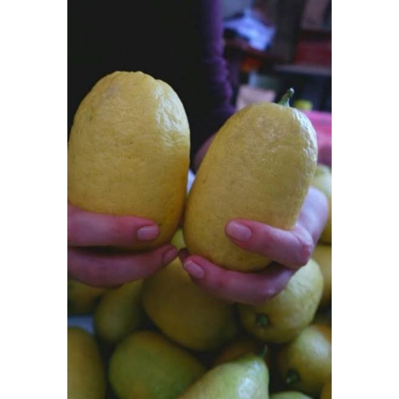 

Jeruk lemon jumbo