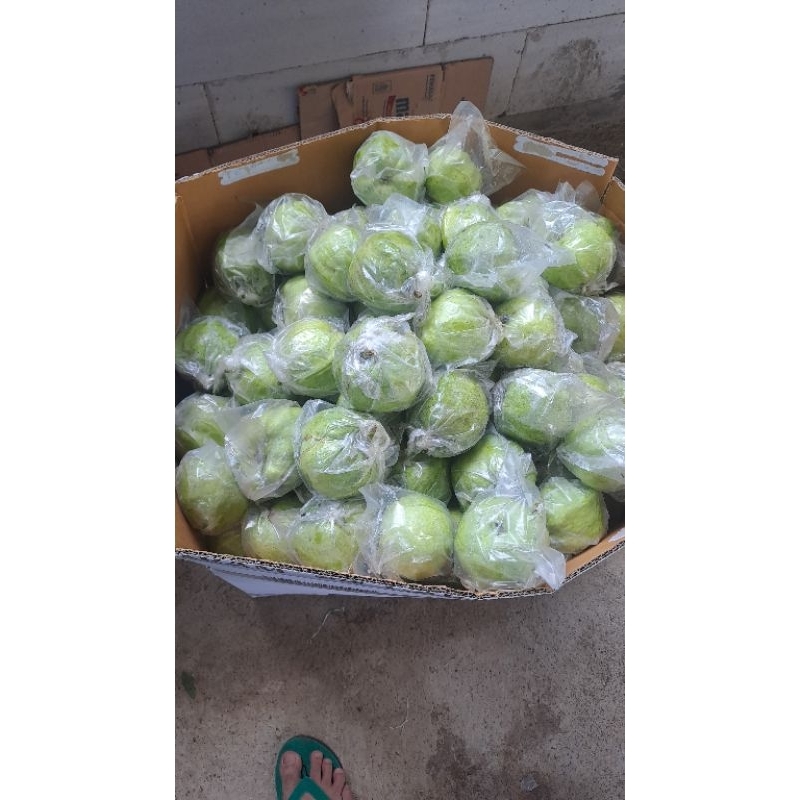 

jambu kristal