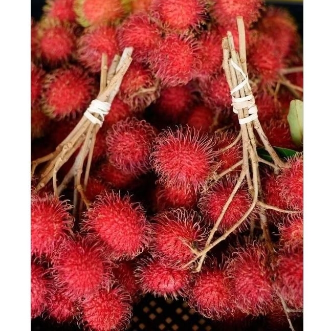 

RAMBUTAN PARAKAN 2 IKAT