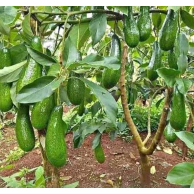 bibit ALPUKAT KELUD JUMBO