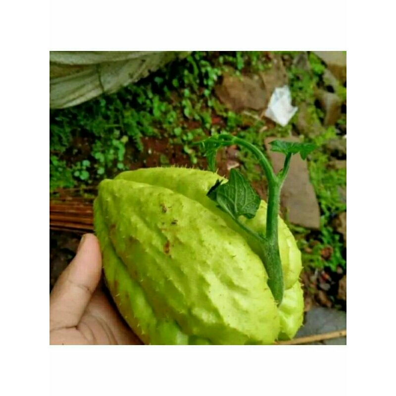 

waluh sieumm/50 bibit