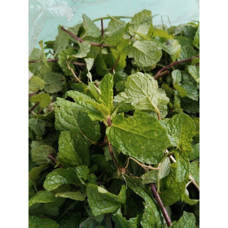 

daun mint fress 300gram