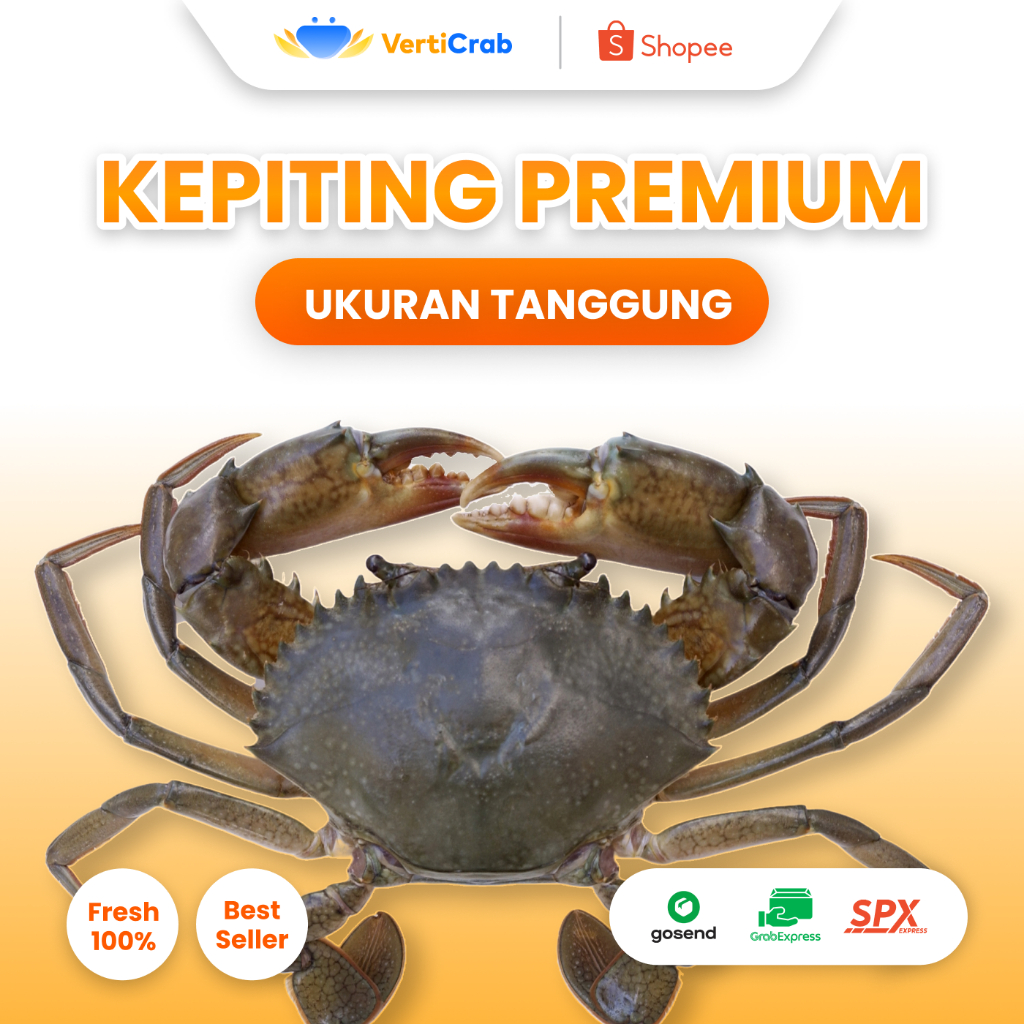

KEPITING PREMIUM BERUKURAN TANGGUNG