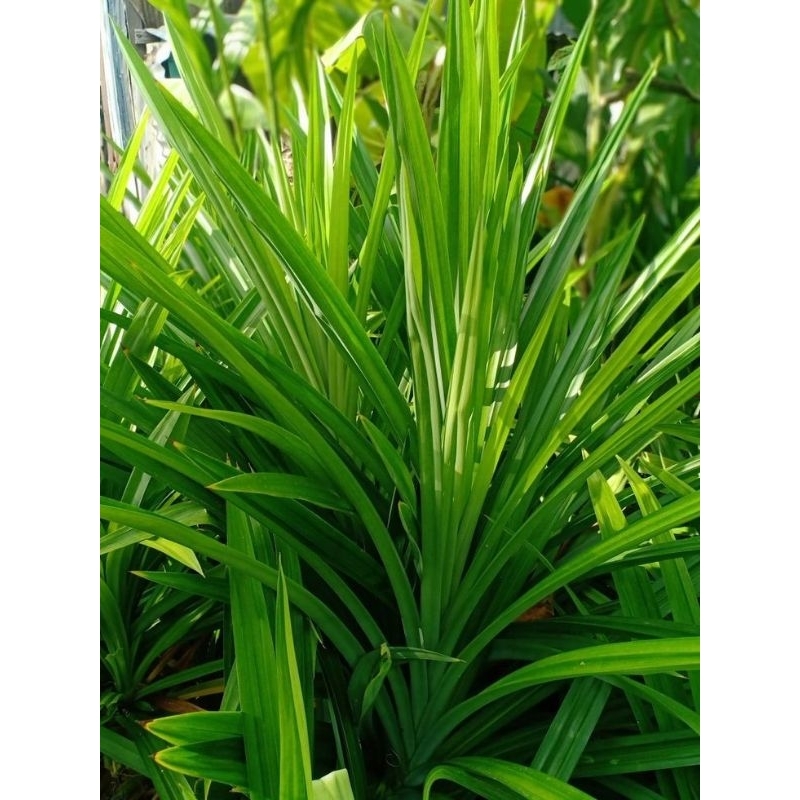 

Daun pandan wangi segar 250grm
