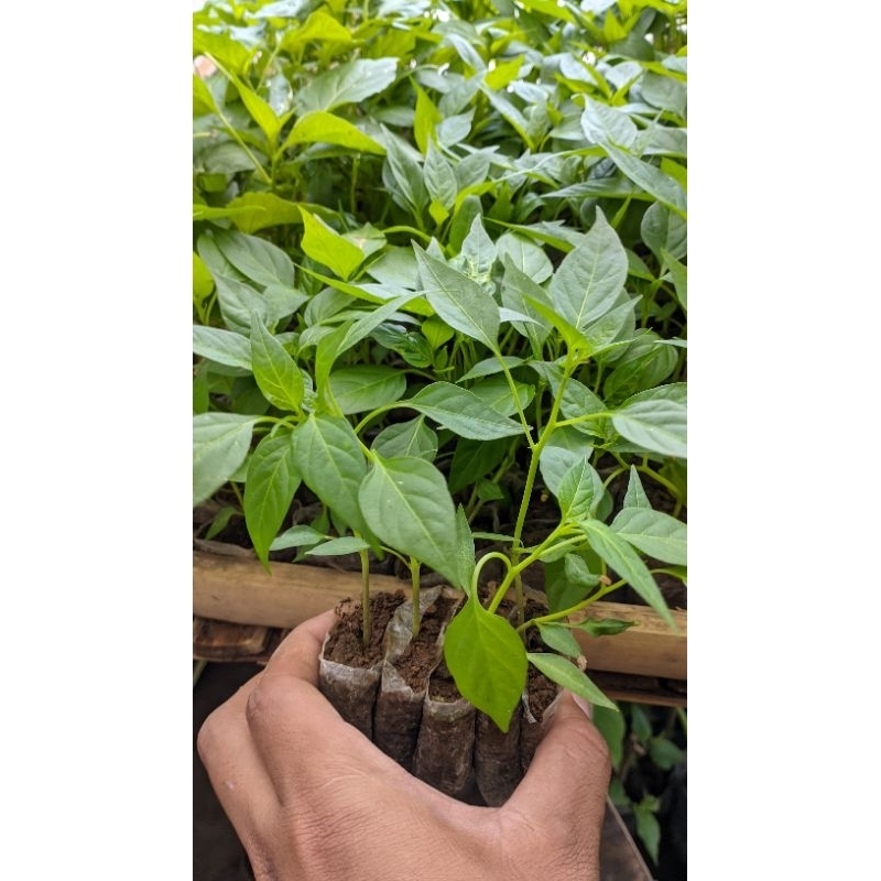 

BERKAH_TANI Cabai keriting merah
